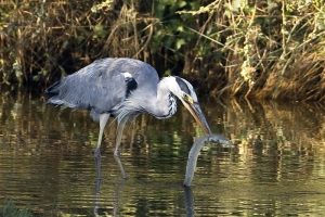 Aloa Vacances : Briere