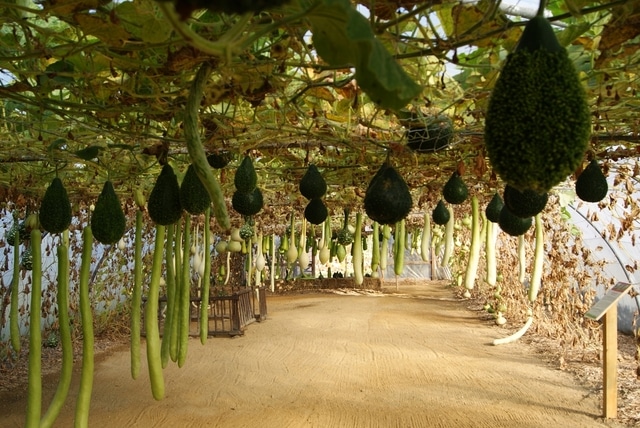 Aloa Vacances : Les Pirons Le Potager Extraordinaire