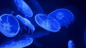 Aloa Vacances : Ocearium