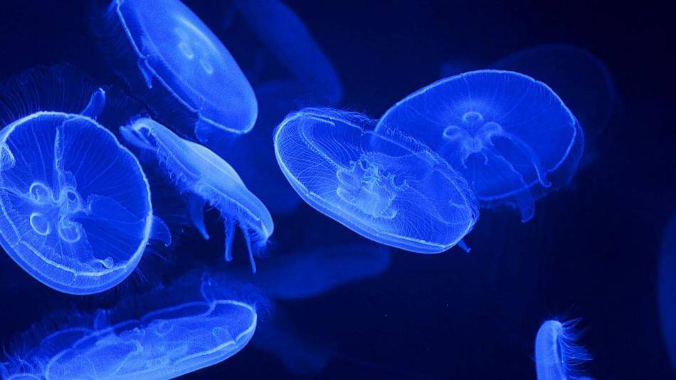 Aloa Vacances : Ocearium