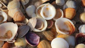 Aloa Vacances : Peche2